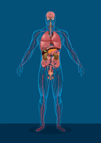 Anatomie Menschlicher Organe Vektorillustration — Stockvektor