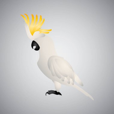 Bir papağanın vektör illüstrasyonu