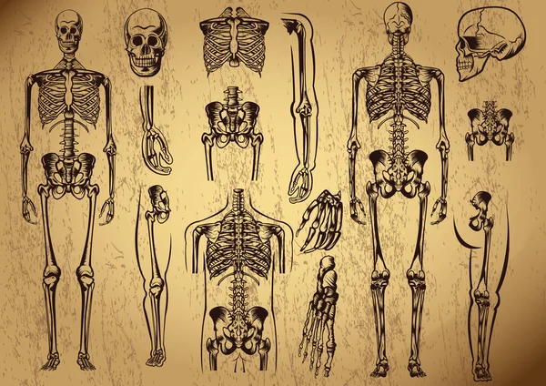 Squelette Humain Illustration Vectorielle Stylisée — Image vectorielle