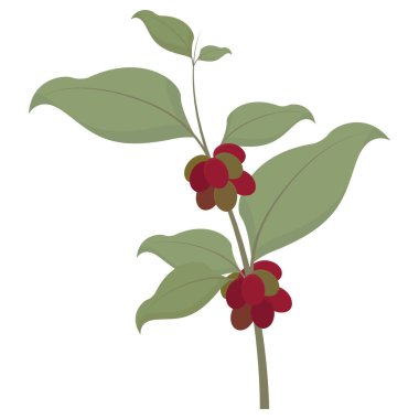 Beyaz arkaplanda yaprakları olan kırmızı ve yeşil bitki