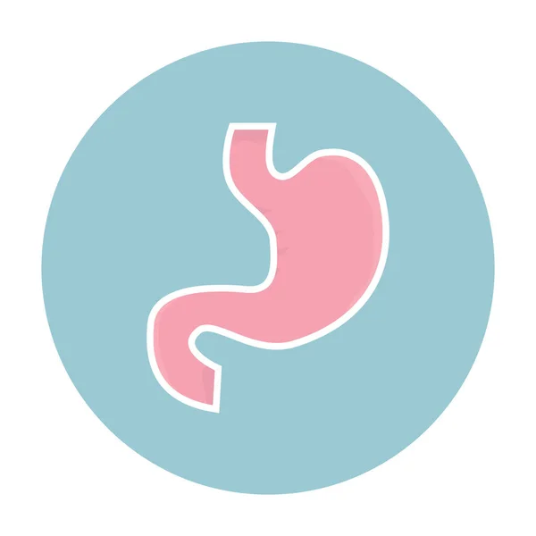 Human Stomach Vector Icon — Stock Vector