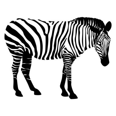 Beyaz üzerinde zebra vektör çizimi