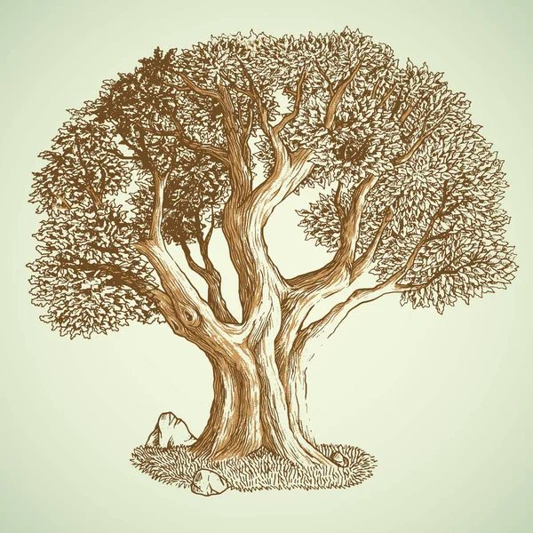 Árbol Con Hojas Raíces — Vector de stock