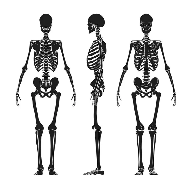 Human Skeleton Vector Illustration — Stock Vector