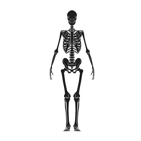 Ilustración Del Vector Esqueleto Humano — Archivo Imágenes Vectoriales