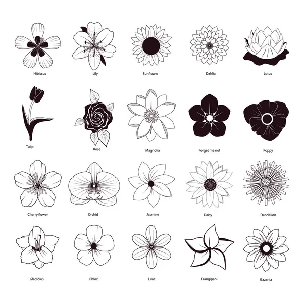 Set Black White Flowers Vector Illustration — Stock Vector
