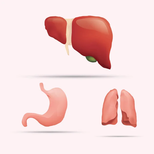 Ilustración Vectorial Del Icono Del Hígado Humano — Vector de stock