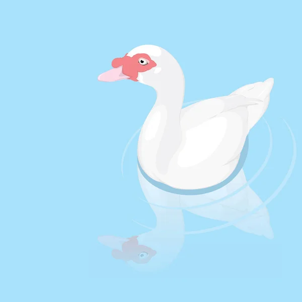 Vector Ilustración Lindo Pato — Archivo Imágenes Vectoriales