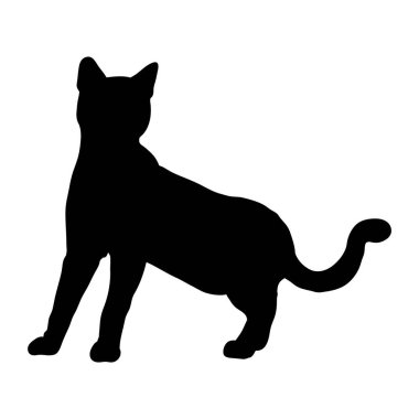 Siyah bir kedi silueti.