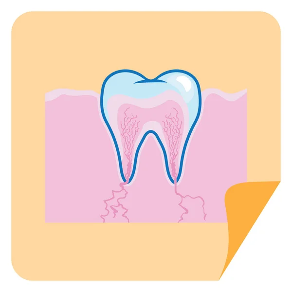 Vektorabbildung Zahn Zahnmedizin — Stockvektor