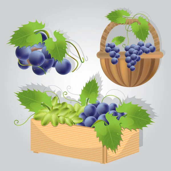 Creative Vector Illustration Grapes — Stock Vector