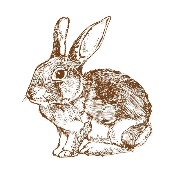 Tavşan vektör illüstrasyonu, simge element arkaplanı