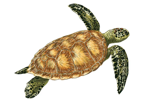 Illustration Vectorielle Tortue Fond Élément Icône — Image vectorielle