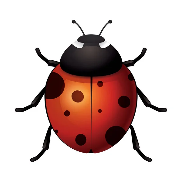 Ladybug Vetor Ilustração Ícone Elemento Fundo — Vetor de Stock