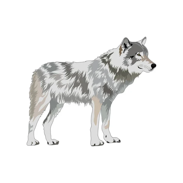 Wolf Vector Illustratie Pictogram Element Achtergrond — Stockvector