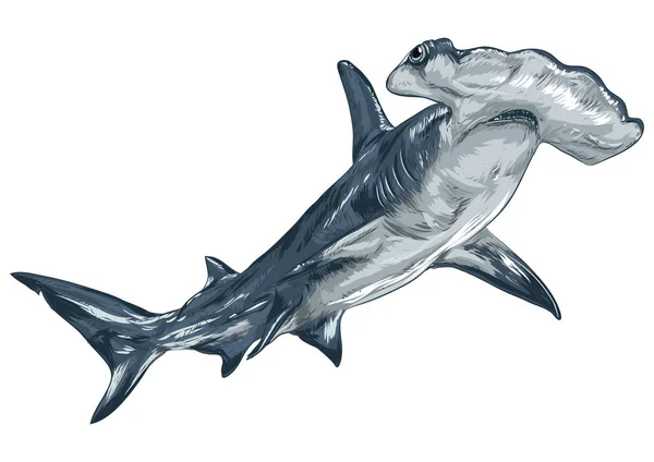 Ilustracja Wektora Rekina Tło Elementu Ikony — Wektor stockowy