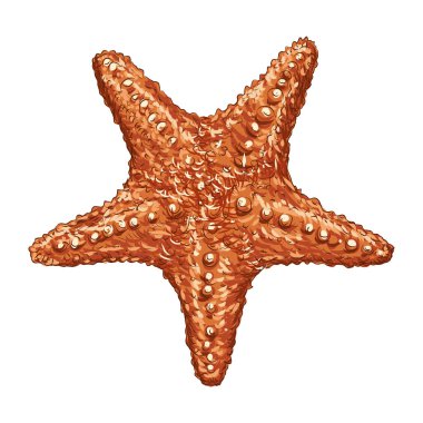 denizyıldızı vektör çizimi, simge element arkaplanı