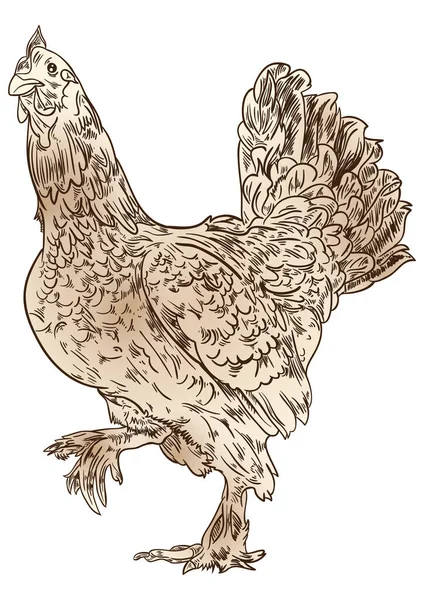 Csirke Vektor Illusztráció Ikon Elem Háttér — Stock Vector