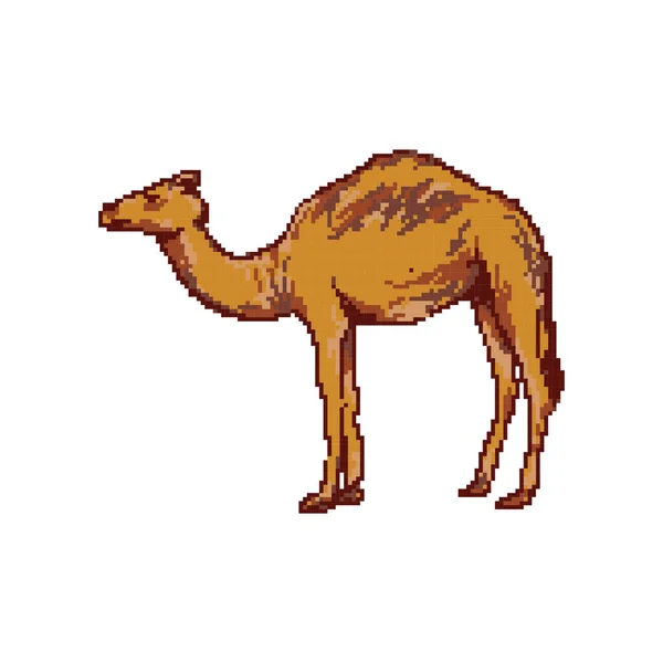 Camel Vector Ilustración Icono Elemento Fondo — Vector de stock