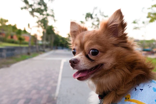 Straně Tváře Portrét Chihuahua Sedí Parku Pod Slunečního Záření — Stock fotografie