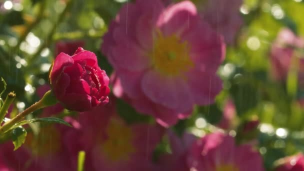 Rosa flor bajo la lluvia — Vídeos de Stock