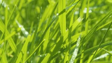 Güneşli yağmur. Çimen ve su damlaları