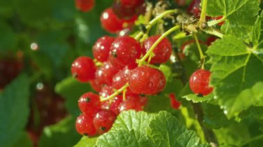 Su damlalarında bir demet kırmızı frenk üzümü