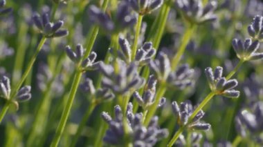 Mavi kır çiçekleri yağmurda tomurcuklanıyor