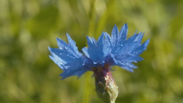 Su damlalarındaki güzel mavi çiçek — Stok video