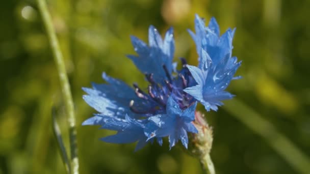 Linda flor de milho azul na chuva — Vídeo de Stock