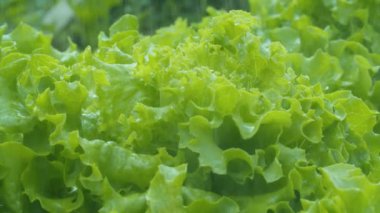 Yağmurda marul yetiştiriyorum.