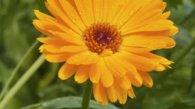 Büyük sarı calendula