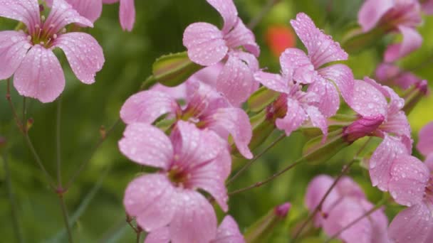 在花园里的雨中把小花揉成粉 — 图库视频影像