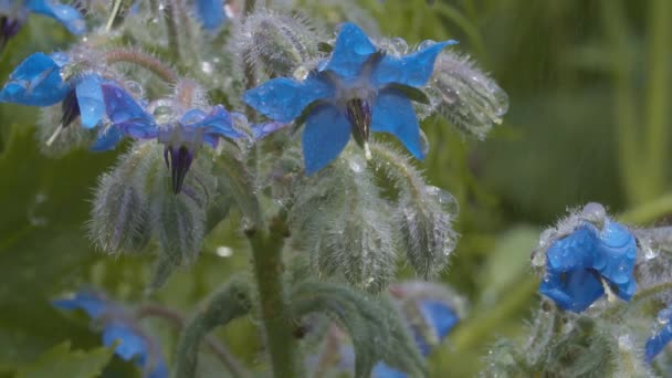 Lindas flores azuis sob a chuva — Vídeo de Stock