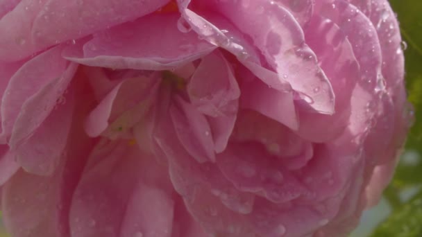 Una gran flor de rosa se balancea en el viento bajo la lluvia — Vídeos de Stock