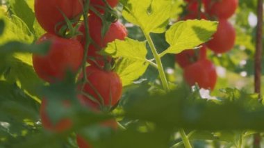 Bahçede taze domatesler. Yağmur ve güneş