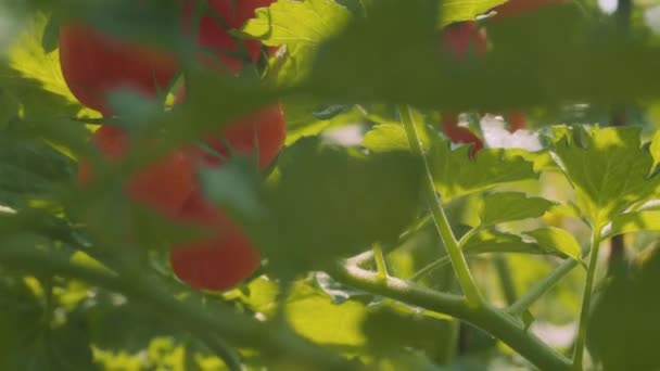 Tomates fraîches dans le jardin. Pluie et soleil — Video