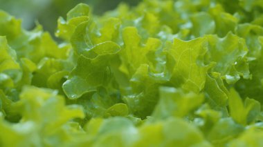 Bahçedeki ıslak taze marulu kapat. Bahçecilik, makro çekim, doğal altyapı. Sağlıklı taze gıda konsepti