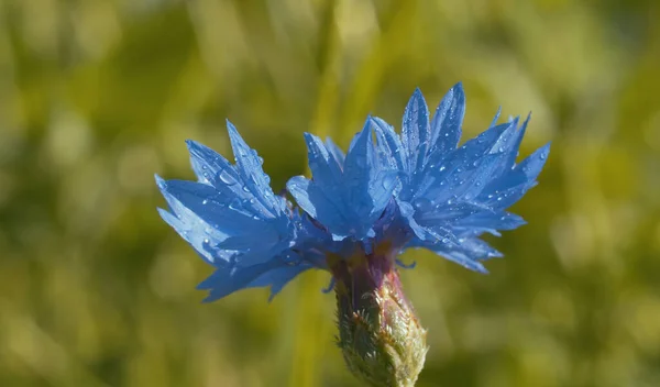 Close Blue Cornflower Water Drops Summer Sunny Day Macro Shooting — Stock Photo, Image