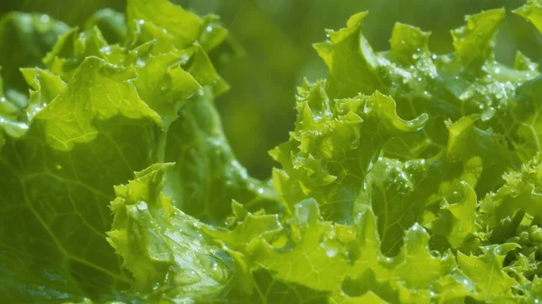 Yağmurda marul yetiştirirken yakın plan. Bahçecilik, makro çekim, doğal altyapı. Sağlıklı taze gıda konsepti