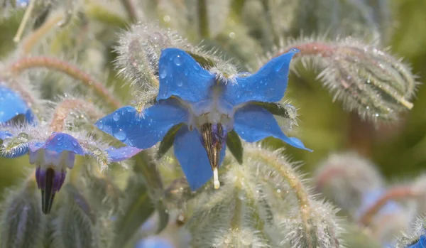 Close Beautiful Blue Flowers Water Drops Summer Day Macro Shooting — Stock Photo, Image