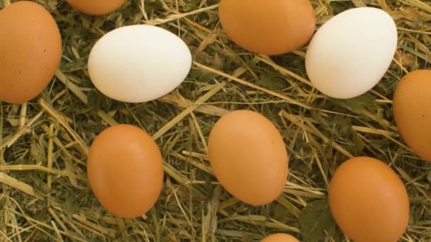 Курячі яйця на свіжому сіні — стокове відео