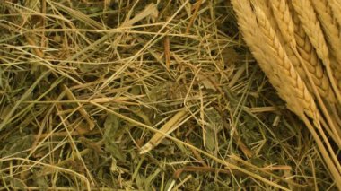 Olgun çavdar kulakları ve taze saman