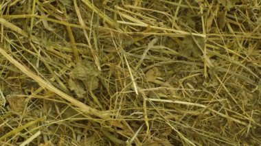 Taze saman - arkaplan