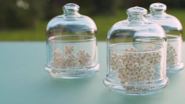 Flores de milenrama en frascos de vidrio — Vídeo de stock