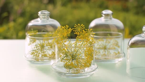 Dill or fennel flowers in glass jars — Stock Video