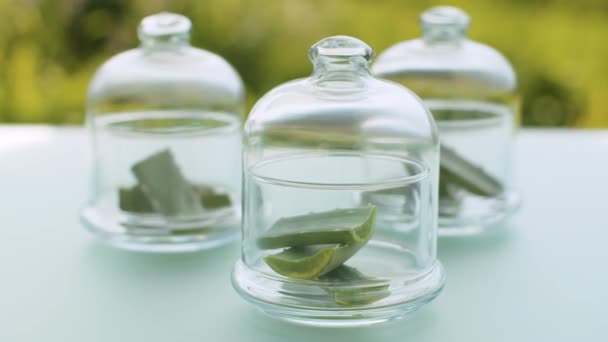 Hojas de aloe vera en frascos de vidrio — Vídeo de stock