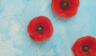 Kırmızı gelincikleri mavi arkaplanda kapat. Rüzgar yaprakları çırpıyor. Macro vuruldu. Üst görünüm