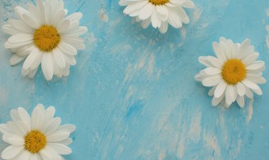 Mavi arka plandaki güzel papatya çiçeklerini kapat. Macro vuruldu. Üst görünüm