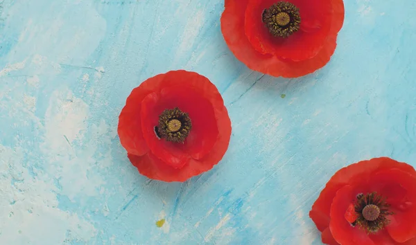 Kırmızı gelincikleri mavi arkaplanda kapat. Rüzgar yaprakları çırpıyor. Macro vuruldu. Üst görünüm